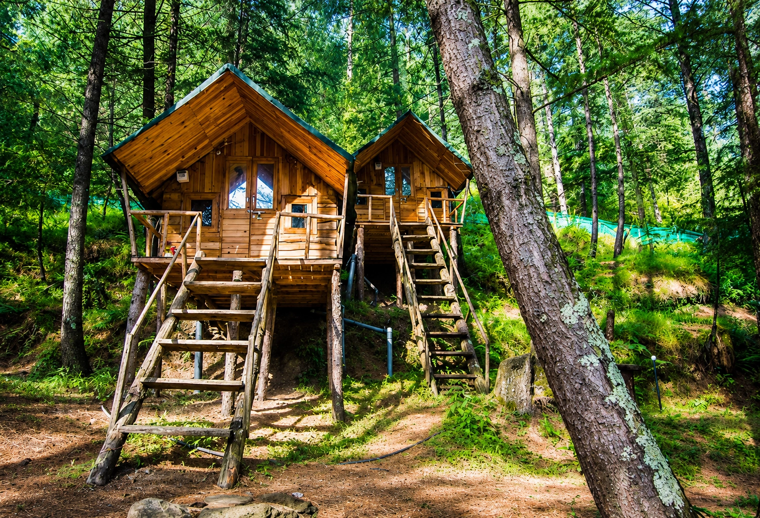 Wooden cabins among tall trees in a Himalayan forest